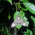 Moths and Butterflies of Sainte Luce, Madagascar icon