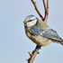 Birds of Aix-Marseille University campuses, spring 2023 icon