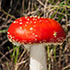 TR, Mushrooms of Türkiye icon
