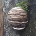 Monroe County, Wv Mushroom Foray icon