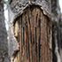 Sandstone 'Peninsula' walk  12 April 23 icon