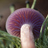 Fungi of the California Floristic Province icon