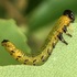 Caterpillar and Sawfly Host Plants of the NE US icon