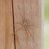 Arachnides d&#39;Abitibi-Témiscamingue icon