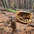 Yukon Mushrooms icon