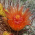 Plant Taxonomy - New Mexico State University, NM, USA icon