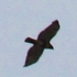 Birds on Wing icon