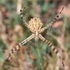 Пауки (Araneae) в Ростовской области icon