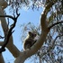 Koalas of the Snowy Monaro Region icon