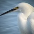 Crissy Field Snowy Egrets icon