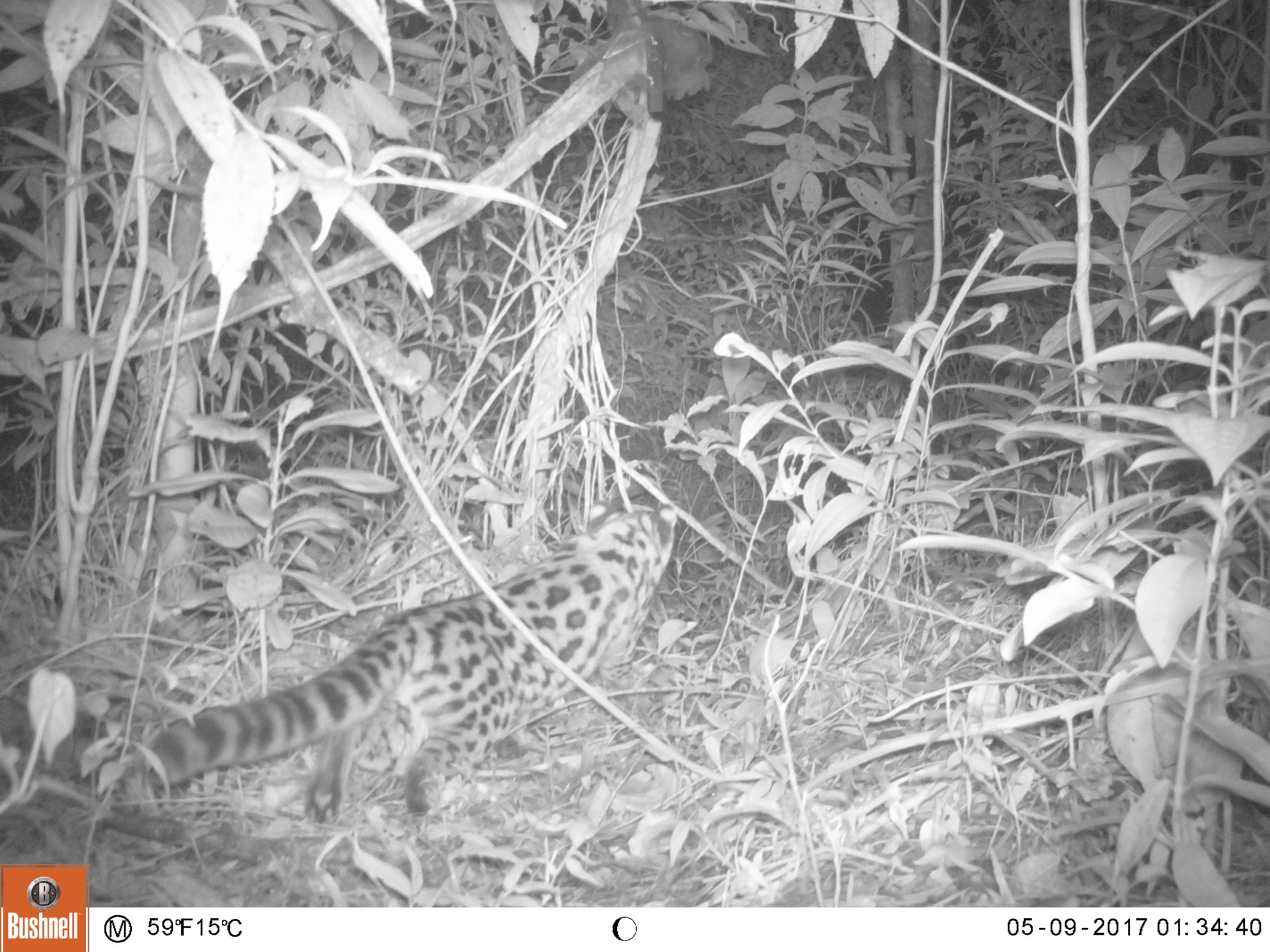 Biodiversidade de Quatro Barras, PR · iNaturalist