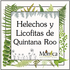 Helechos y Licofitas de Quintana Roo, México icon