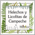 Helechos y Licofitas de Campeche, México icon