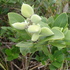 Gulf Mangrove Sighting Network (Gulf MSN) icon