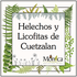 Helechos y Licofitas de Cuetzalan, Puebla, México icon