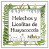 Helechos y Licofitas de Huayacocotla, Veracruz, México icon