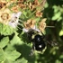 Bumble Bees of Marin County and Napa-Sonoma icon