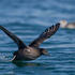 Flock Watch: Sooty Shearwater Flocks from Shore icon
