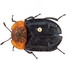 Necrophilous Insects of Hauenstein Quarry icon