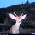 Deer of Southern California icon