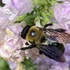 Parks for Pollinators 2023: Calvert County icon