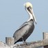 Brown Pelicans of South Texas icon