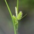 Carex of Suffolk County, NY icon