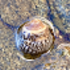 Molluscs NSW icon