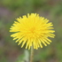 Dandelions (Taraxacum) of Belarus icon
