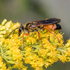Flower-Visiting Wasps of the World icon