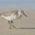 Gulf Coast Banded Birds icon