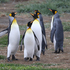 Falkland and North Antarctic Island Biodiversity icon