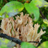 Fungi, Lichens, and Slime Molds of Wyoming icon