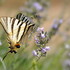 Biodiversité 22 mai / identifions nos papillons icon