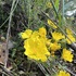 Nillumbik - Significant Flora icon