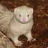 Mustelidae and Mephitidae in Wyoming icon