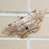 Moths of Waterloo Region, Ontario icon