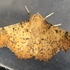 Moths of Bruce and Grey Counties, Ontario icon