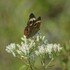 2023 Fall Coastal Georgia Butterfly Count icon