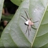 Depredación Araneae México icon