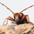 中国天牛Cerambycoidea of China icon