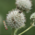 All About Apiaceae icon