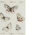 Butterflies of Austria icon