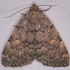 2023 May Moth Night at Bastrop State Park icon