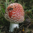 Fungi on Exmoor icon