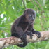Nosara Howler Monkey Observation Project icon