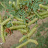 Tracking the Screwbean Mesquite Die-off icon