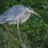 Great Blue Heron icon