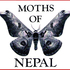Moths of Nepal icon