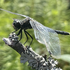 Стрекозы озера Селигер/Odonata of lake Seliger icon